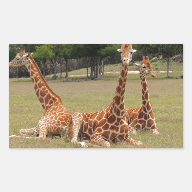 Three Giraffe at Fossil Rim Sticker (Front)