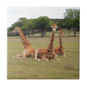 Three Giraffe at Fossil Rim Tile