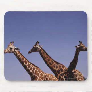 Three giraffes mouse pad