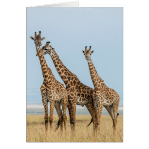Three Giraffes Posing