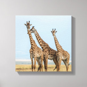 Three Giraffes Posing Canvas Print