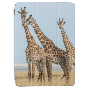 Three Giraffes Posing iPad Air Cover