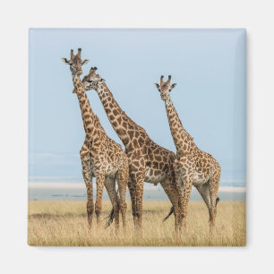 Three Giraffes Posing Magnet