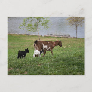 Three Goats Postcard