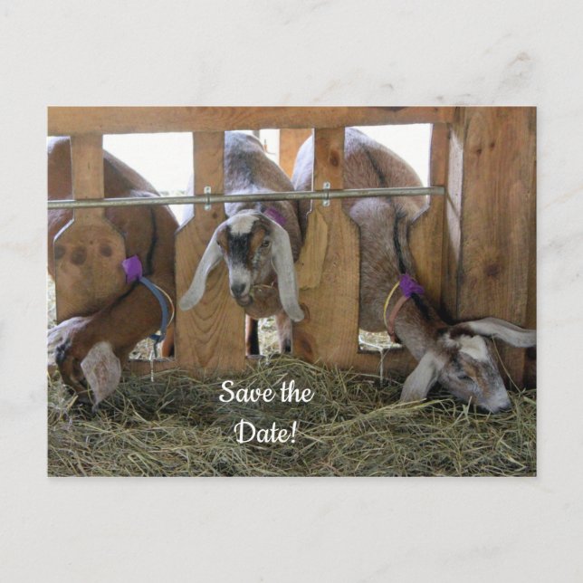 Three Goats Save the Date Announcement Postcard (Front)