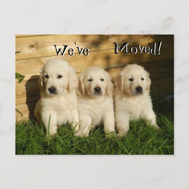 Three Golden Retriever puppies .We've Moved Announcement Postcard (Front)