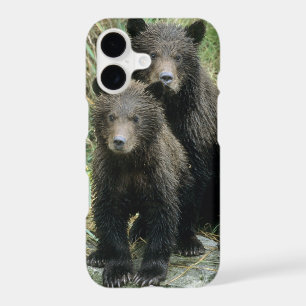 Three Grizzly Bear Cubs or Coys