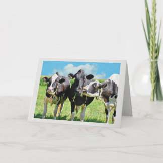 Three Holstein Cows Grazing Card