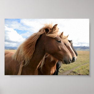 Three horses in a row Poster