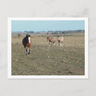 three horses postcard