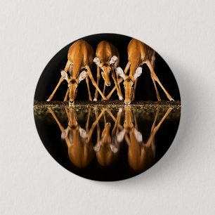 Three Impala Drink Together at Night 2 Inch Round Button