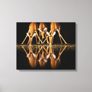 Three Impala Drink Together at Night Canvas Print