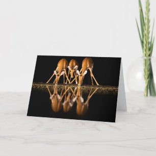 Three Impala Drink Together at Night Card