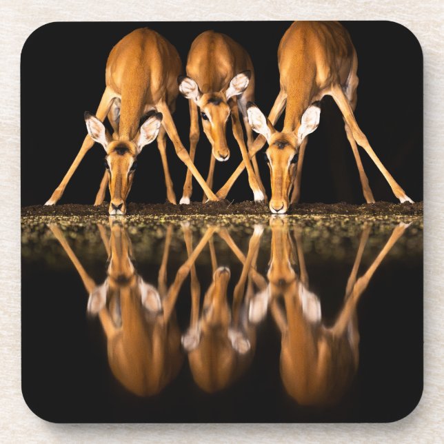 Three Impala Drink Together at Night Coaster (Front)