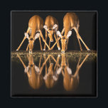 Three Impala Drink Together at Night Magnet<br><div class="desc">Africa, East Africa, Kenya, Great Rift Valley, Olkirimatian Conservancy, impala, Aepyceros melampus. Three impala drink together at night.</div>