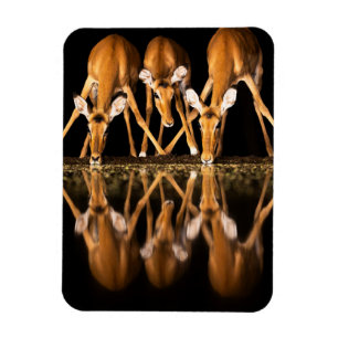 Three Impala Drink Together at Night Magnet