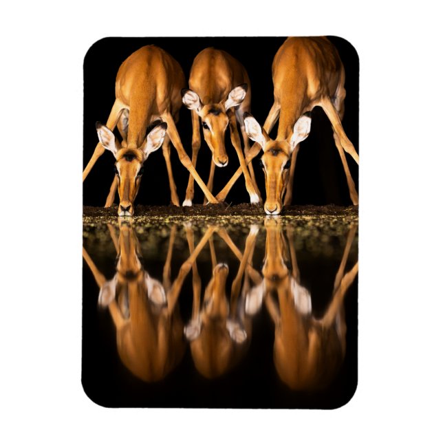 Three Impala Drink Together at Night Magnet (Vertical)