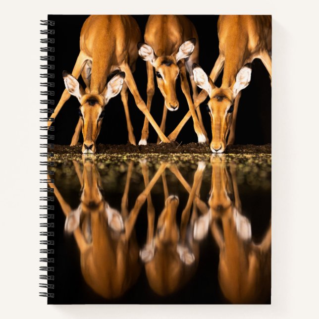 Three Impala Drink Together at Night Notebook (Front)