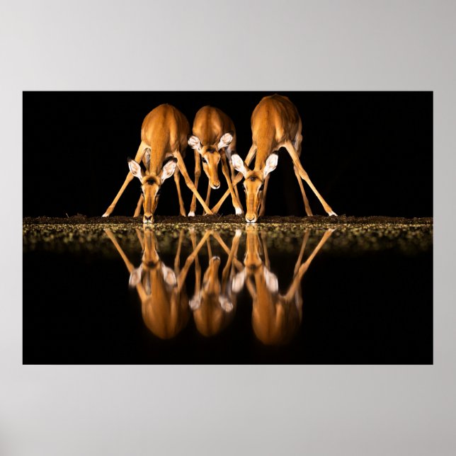 Three Impala Drink Together at Night Poster (Front)
