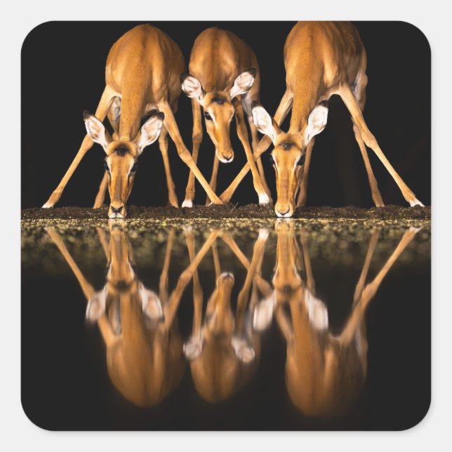 Three Impala Drink Together at Night Square Sticker (Front)