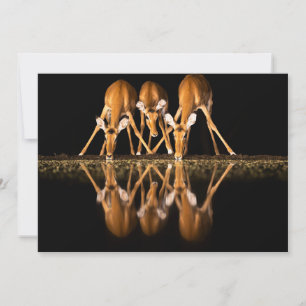 Three Impala Drink Together at Night Thank You Card