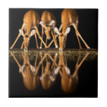 Three Impala Drink Together at Night Tile<br><div class="desc">Africa,  East Africa,  Kenya,  Great Rift Valley,  Olkirimatian Conservancy,  impala,  Aepyceros melampus.  Three impala drink together at night.</div>