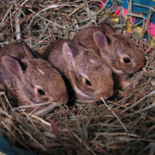 "Three in a Row" Holiday Card