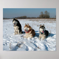 Three Interesting Malamute Dogs