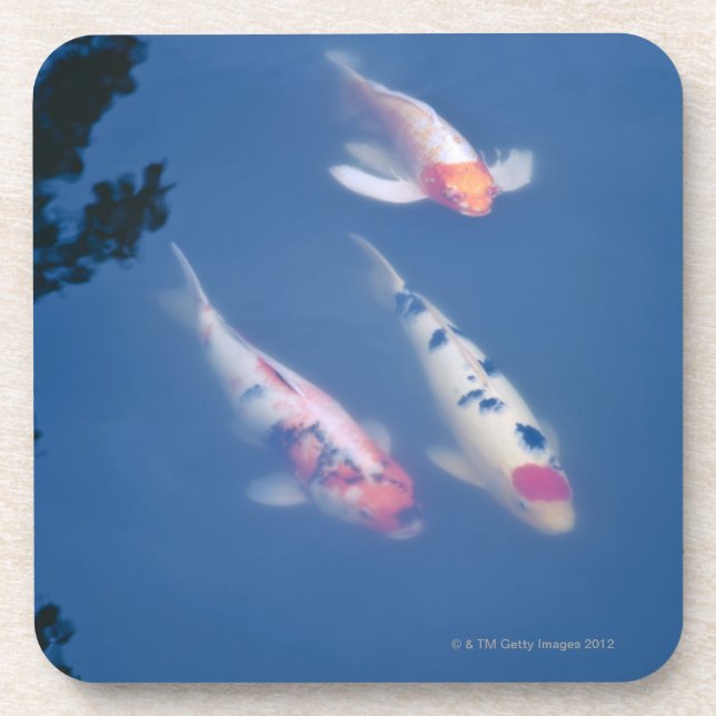 Three Japanese koi fish in pond Coaster (Front)
