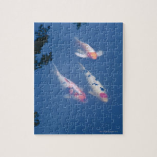 Three Japanese koi fish in pond Jigsaw Puzzle