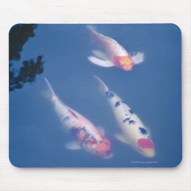 Three Japanese koi fish in pond Mouse Pad (Front)