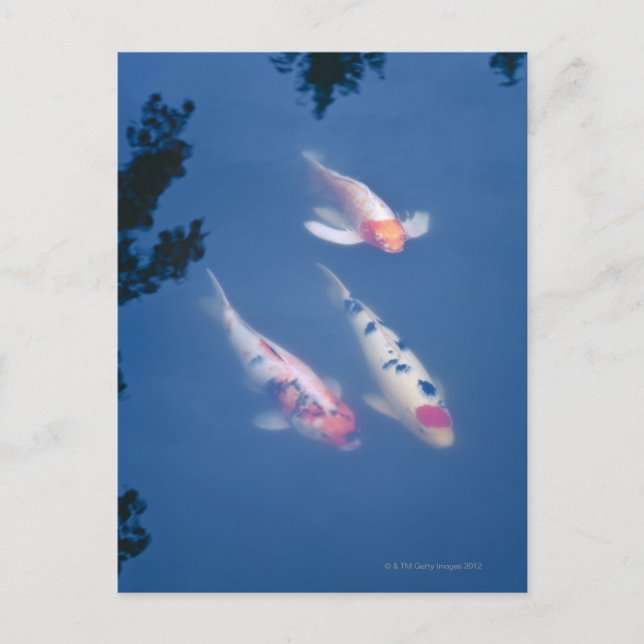 Three Japanese koi fish in pond Postcard (Front)