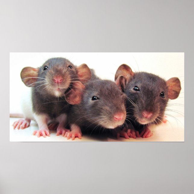 Three Jokers Poster (Front)