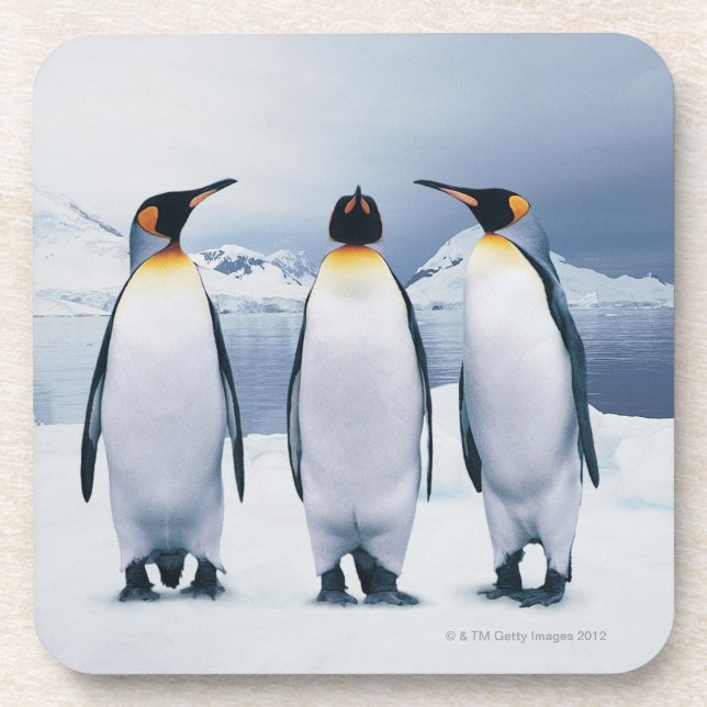 Three King Penguins Coaster (Front)