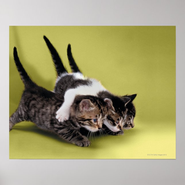 Three kittens hugging each other poster (Front)