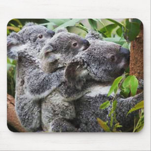 Three Koala's in a Tree Mouse Pad