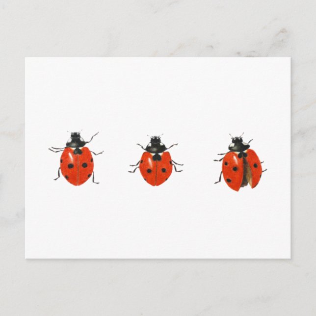 Three ladybirds 2013 postcard (Front)