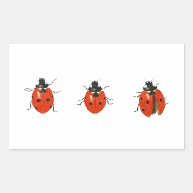 Three ladybirds 2013 sticker (Front)