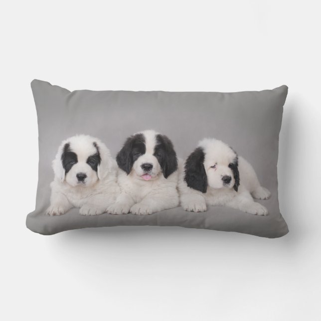 Three Landseer puppies Lumbar Pillow (Front)