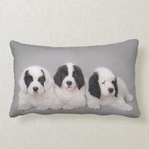Three Landseer puppies Lumbar Pillow