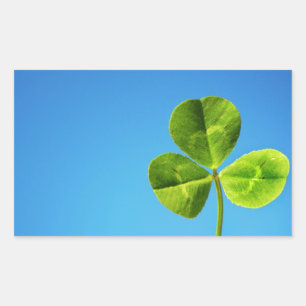three leaved clover sticker