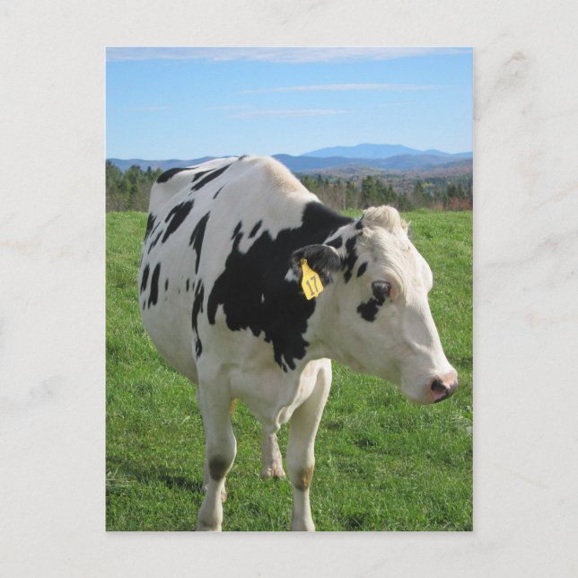 Three Legged Cow Postcard (Front)