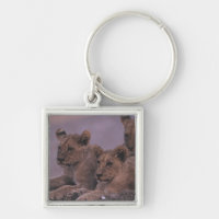 Three Lion Cubs