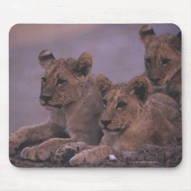 Three Lion Cubs Mouse Pad (Front)