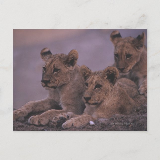 Three Lion Cubs Postcard (Front)