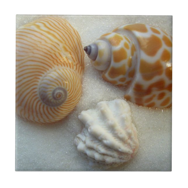 Three Little Beach Shells Ceramic Tile (Front)