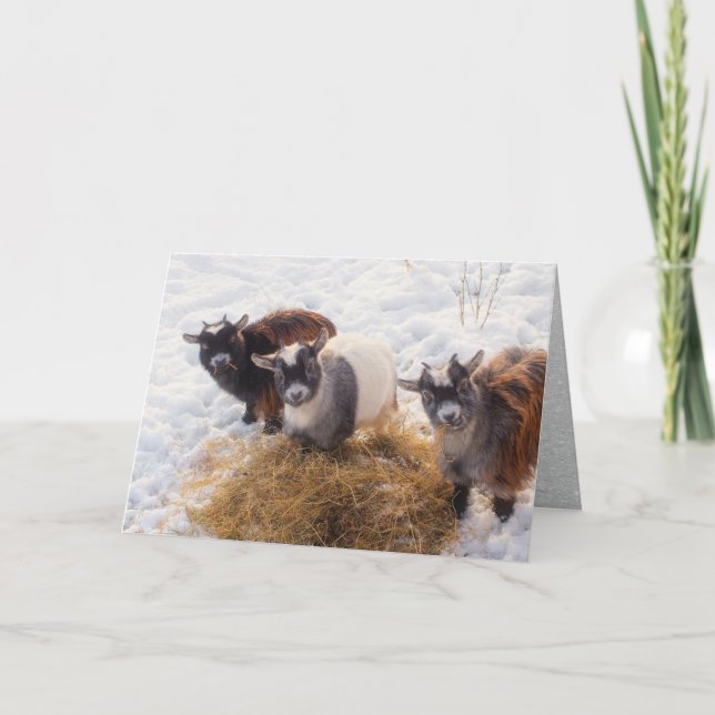 Three Little Goats, in Snow next to Hay Holiday Card (Front)