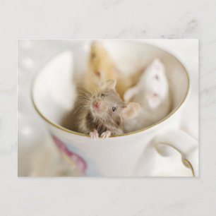 Three Little Mice Postcard