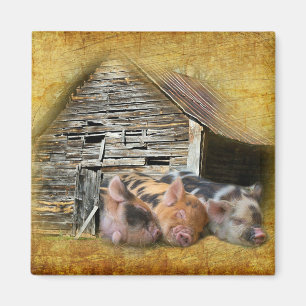 Three Little Pigs At The Rustic Barn Snoozing Magnet