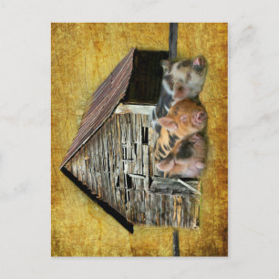Three Little Pigs At The Rustic Barn Snoozing Postcard
